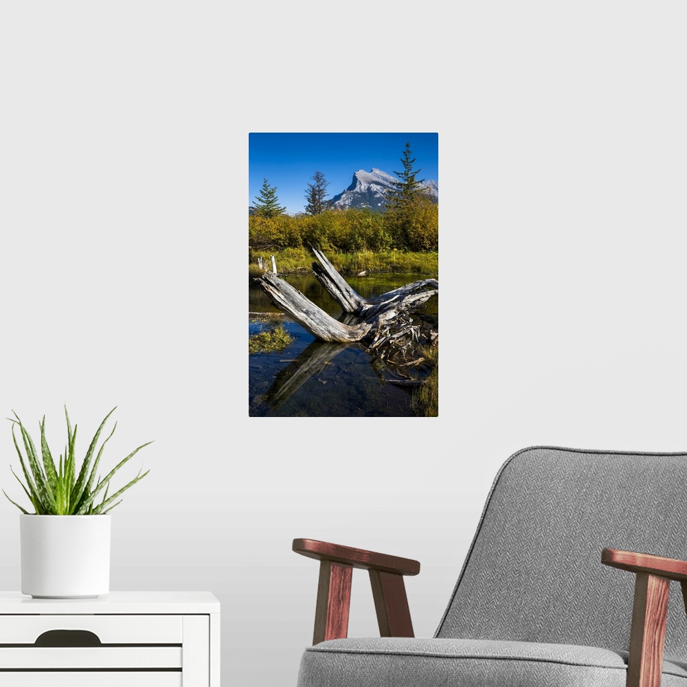 A modern room featuring Tree Stump in Vermilion Lakes with Mount Rundle in Background, near Banff, Banff National Park, A...