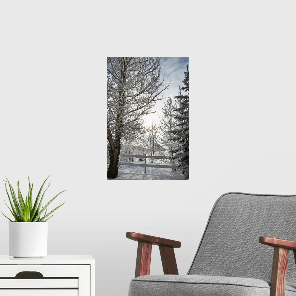 A modern room featuring Trees Covered With Snow And Frost; Calgary, Alberta, Canada