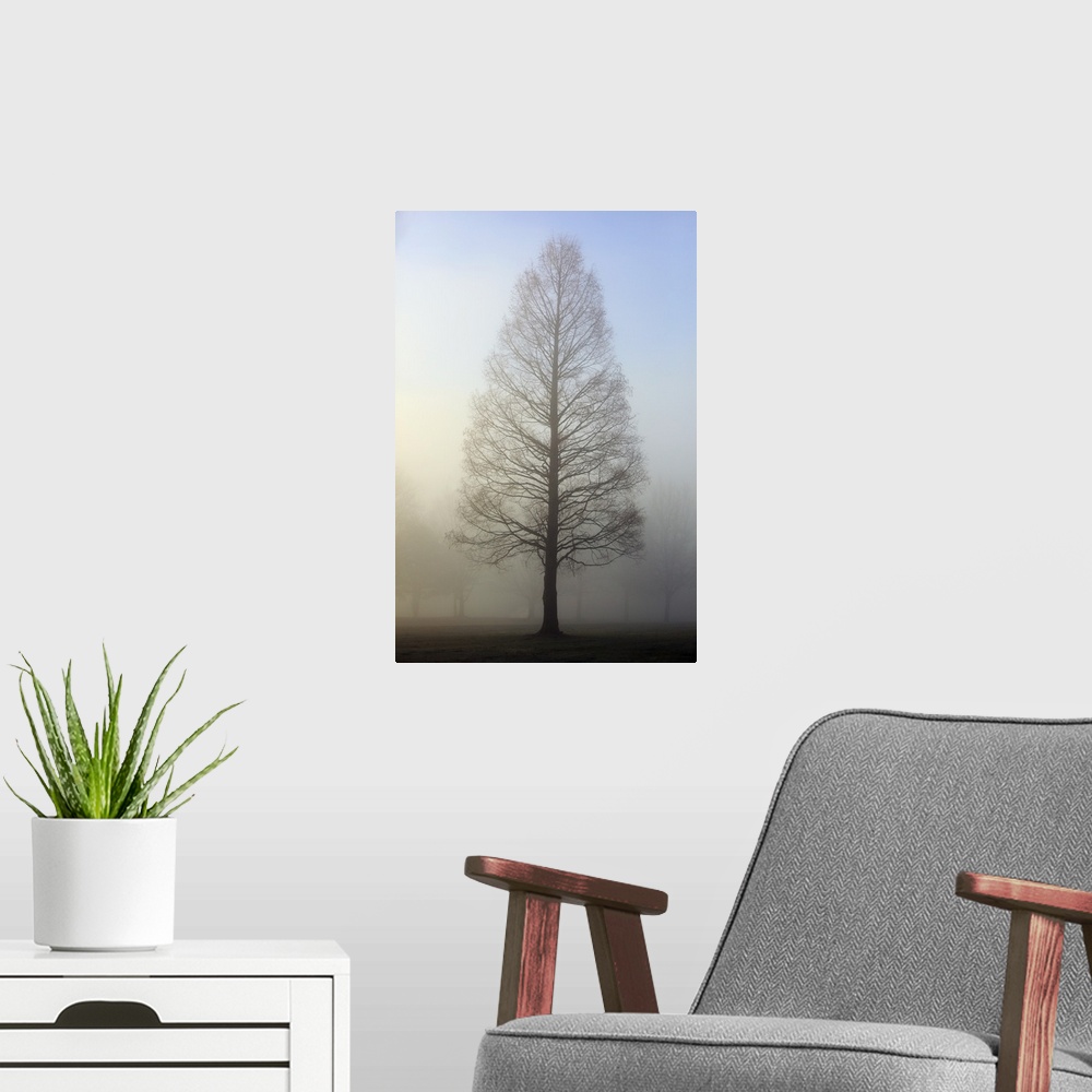 A modern room featuring Trees Surrounded By Fog, Oregon Cascades, Oregon