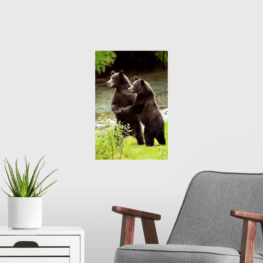 A modern room featuring Two Grizzly Bears