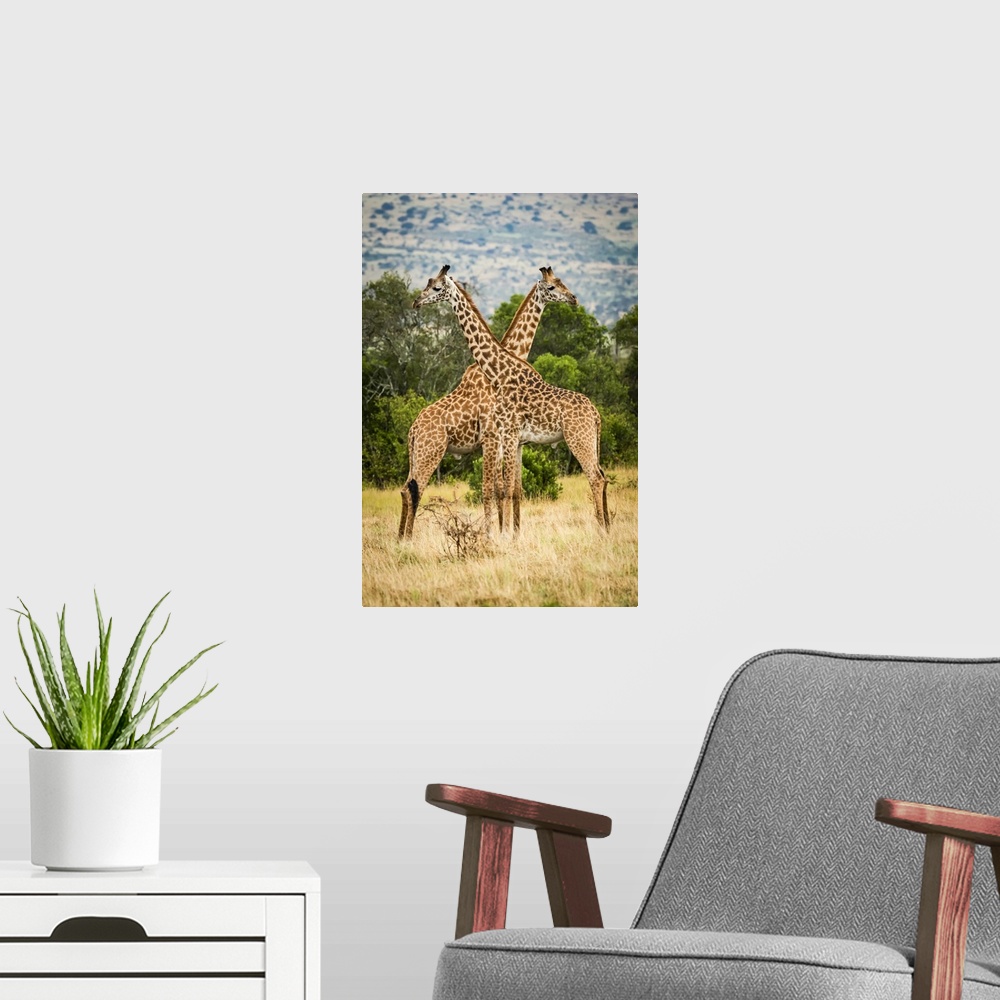 A modern room featuring Two Masai giraffe (Giraffa camelopardalis tippelskirchii) crossing necks by trees, Serengeti; Tan...