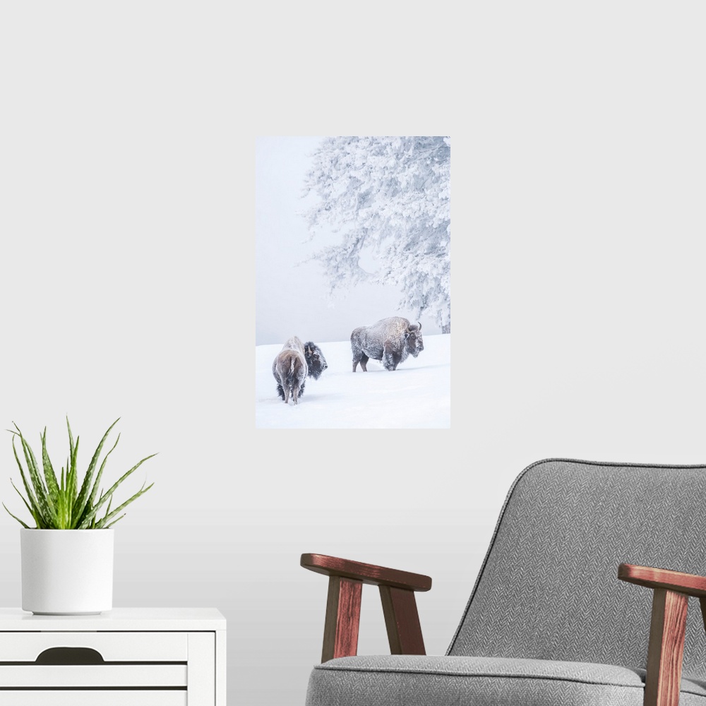 A modern room featuring Two Snow-Covered Bison In Winter, Yellowstone National Park