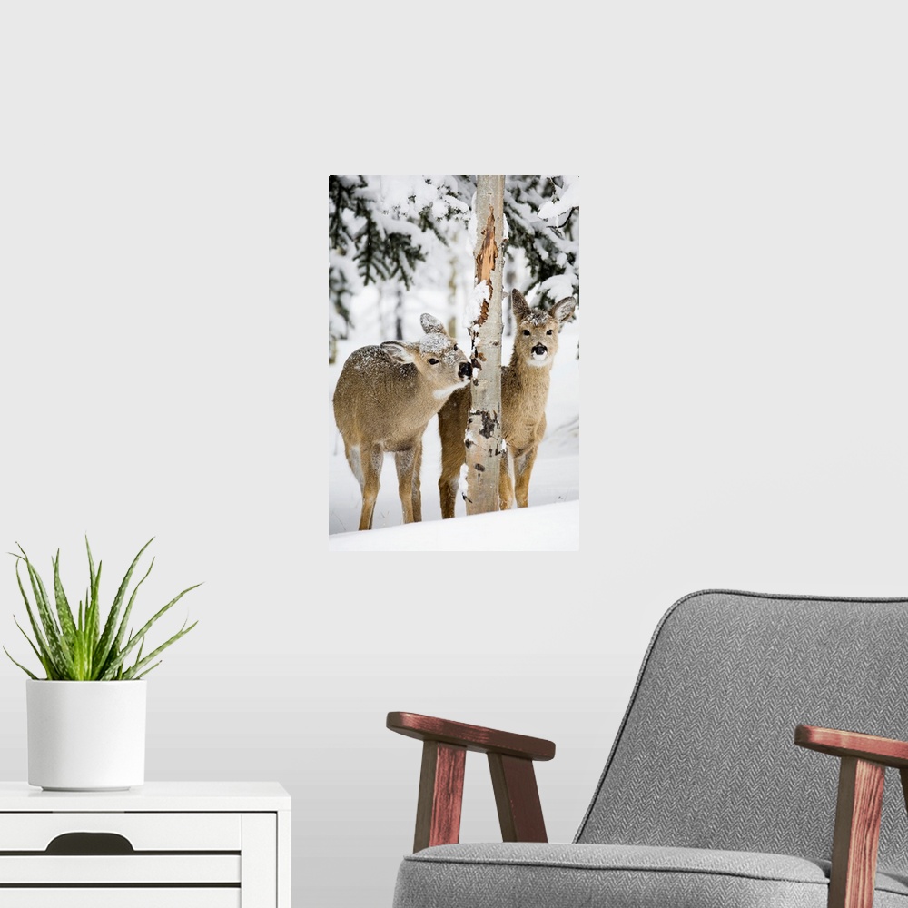 A modern room featuring Two Young Deer In A Snow Chewing On Tree Bark, Alberta, Canada