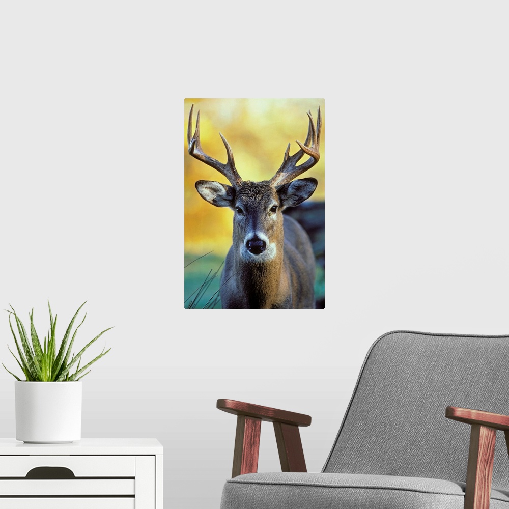 A modern room featuring White-Tailed Deer