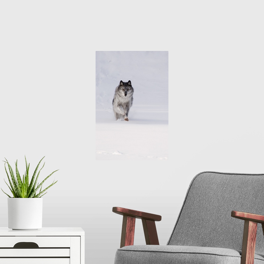 A modern room featuring Wolf Running In The Snow