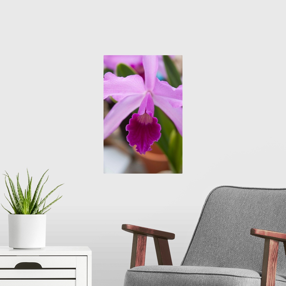 A modern room featuring Orchid Close Up