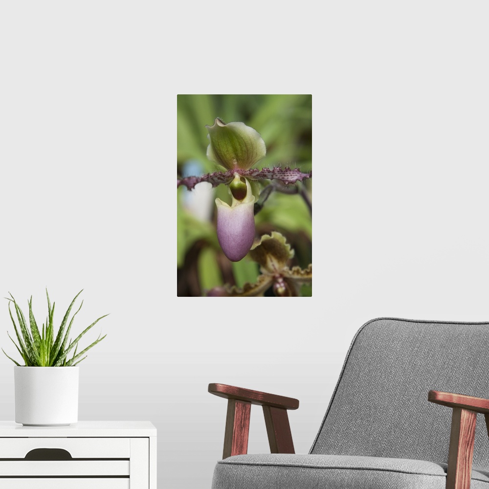A modern room featuring Orchid Exotic