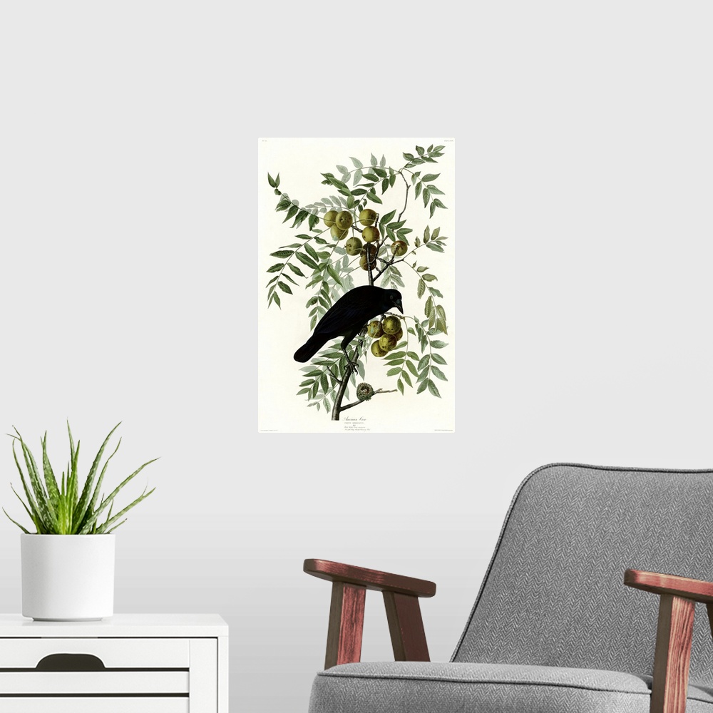 A modern room featuring Audubon Birds, American Crow