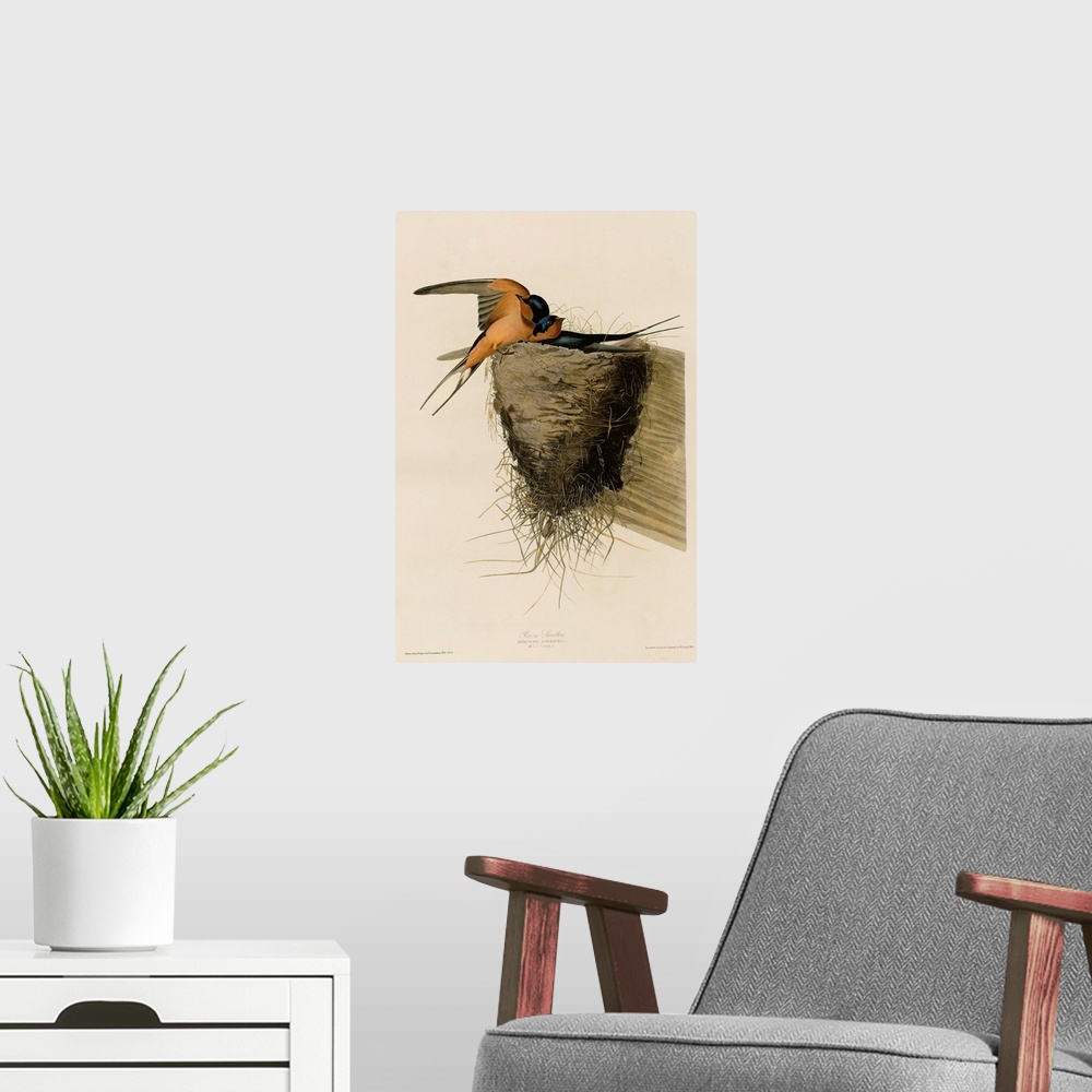 A modern room featuring Audubon Birds, Barn Swallow