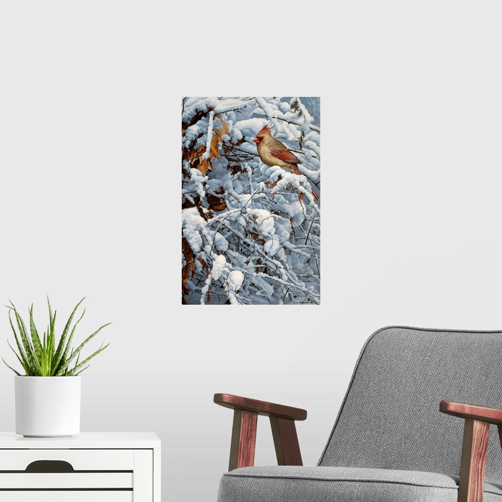 A modern room featuring A female cardinal perched on a snow covered limb winter.