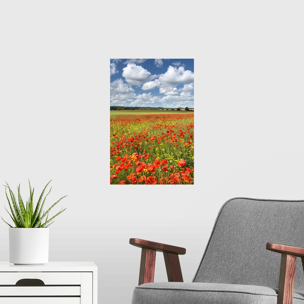 A modern room featuring Bright red poppies in a field under a sky with large white clouds.