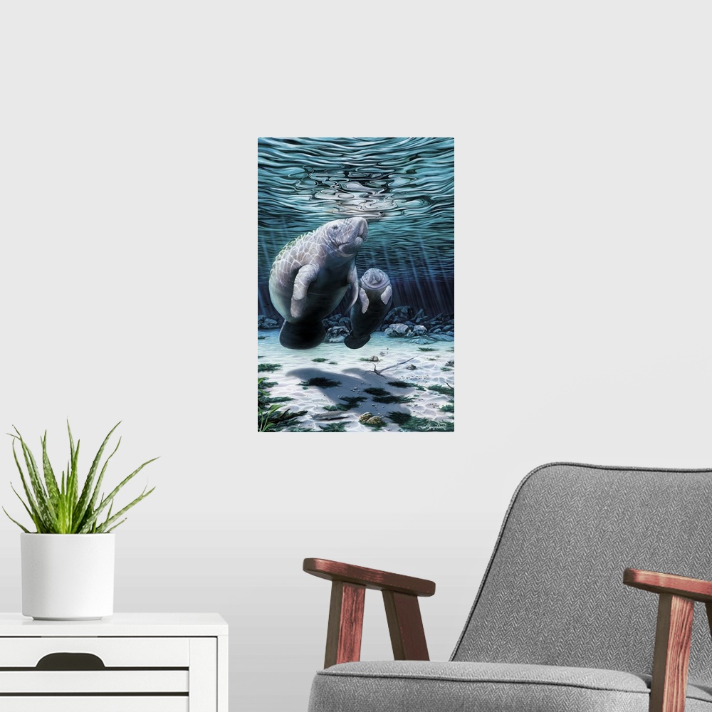 A modern room featuring Manatee and her calf.