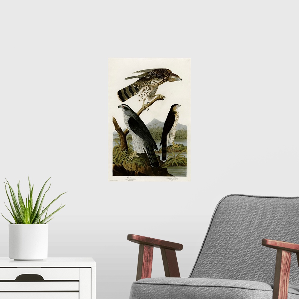 A modern room featuring Audubon Birds, Goshawk Stanley Hawk