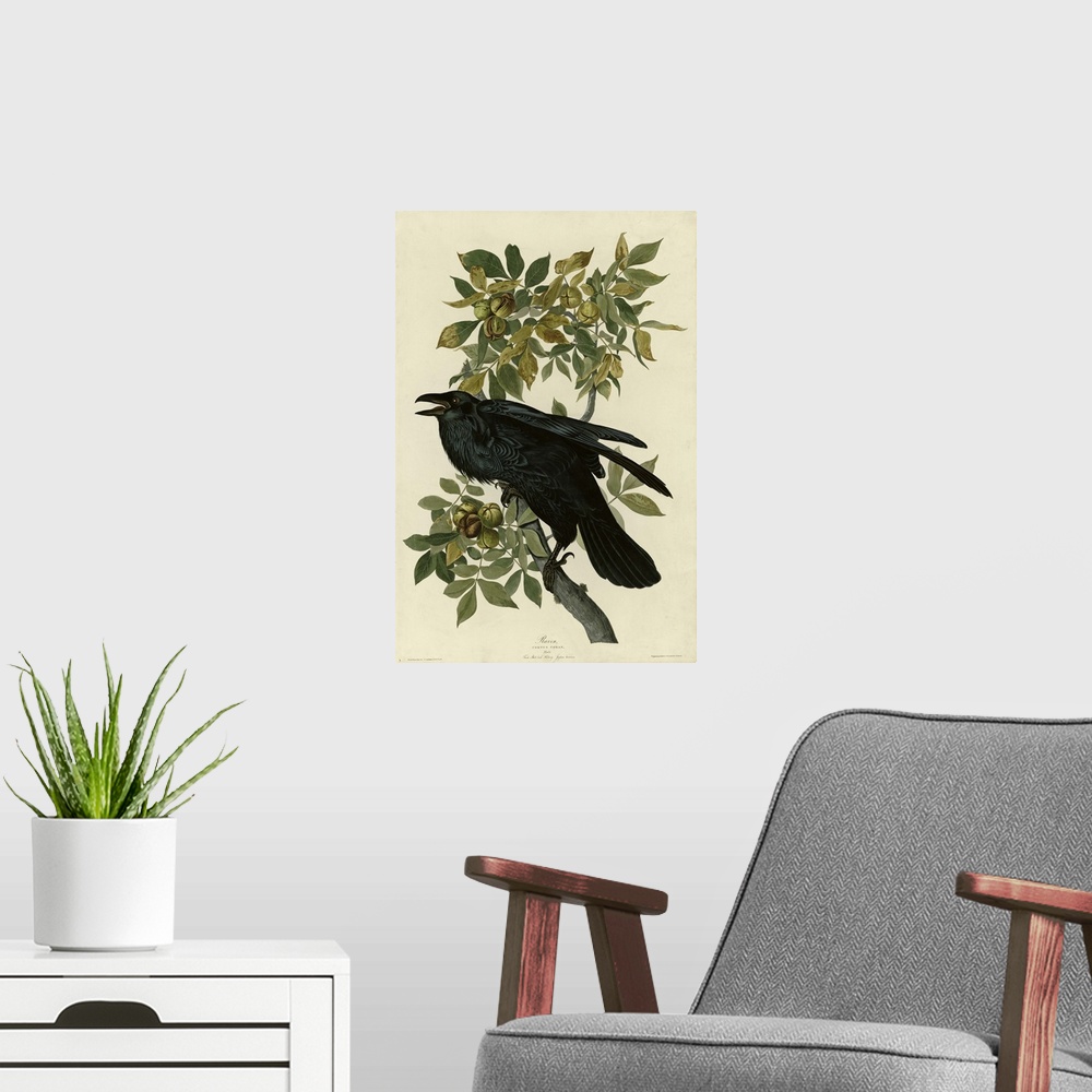 A modern room featuring Audubon Birds, Raven