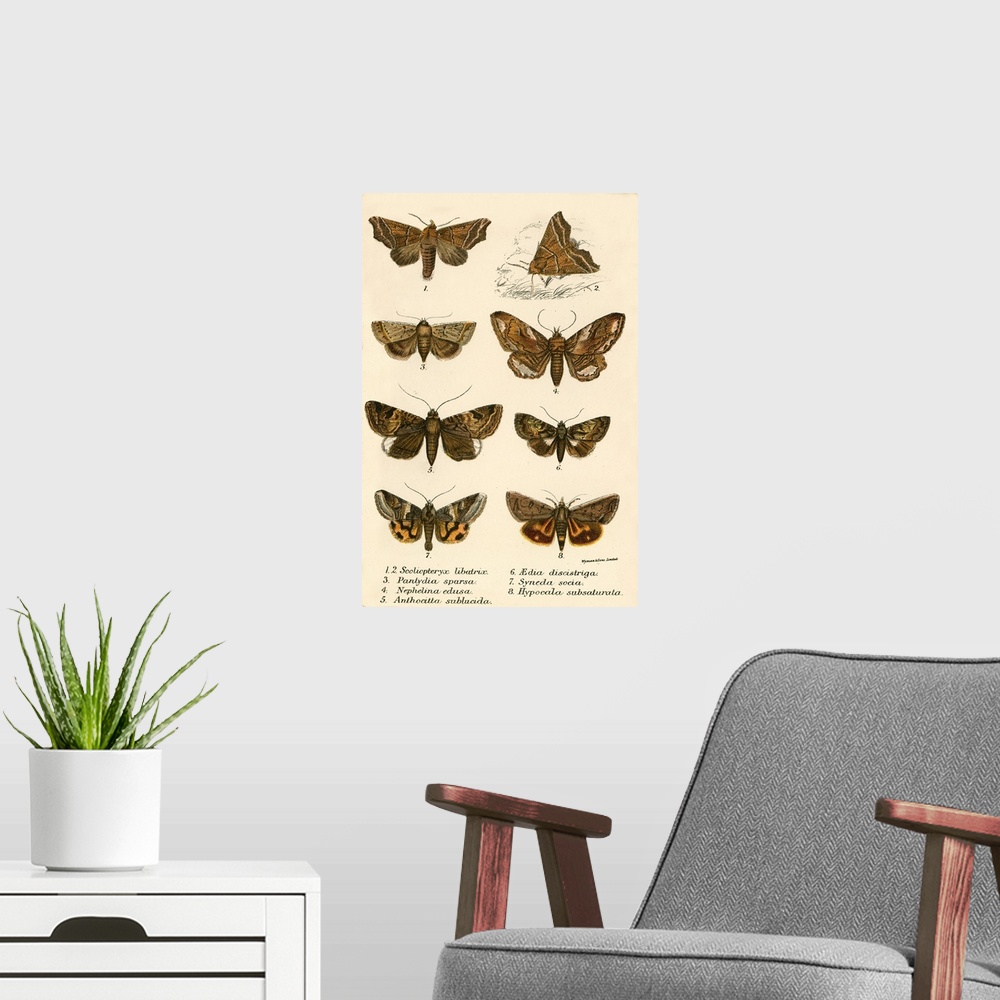 A modern room featuring Butterflies