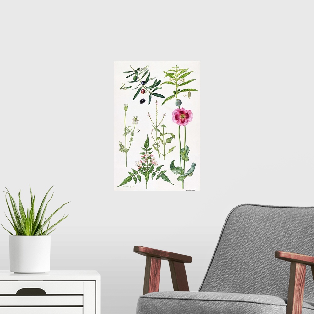 A modern room featuring ERI64948 Opium Poppy and other plants (w/c)  by Rice, Elizabeth (Contemporary Artist); watercolou...