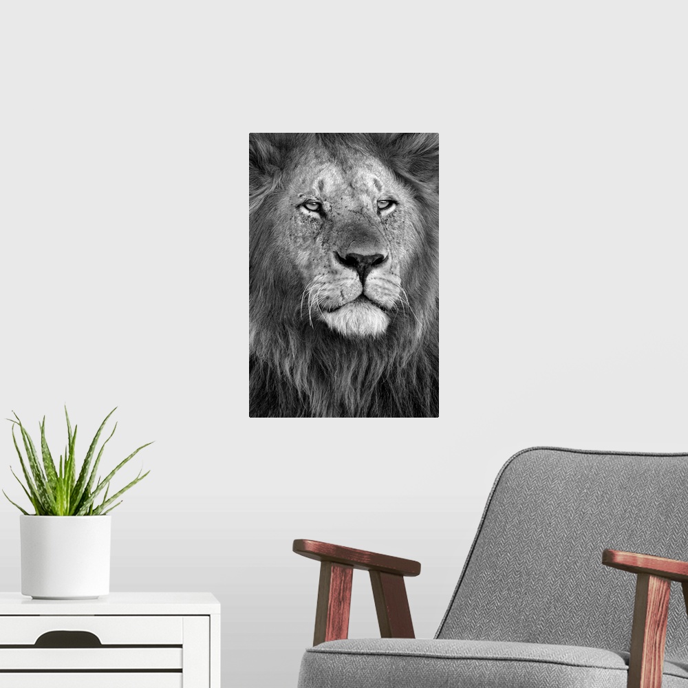 A modern room featuring Close up of a lions head.