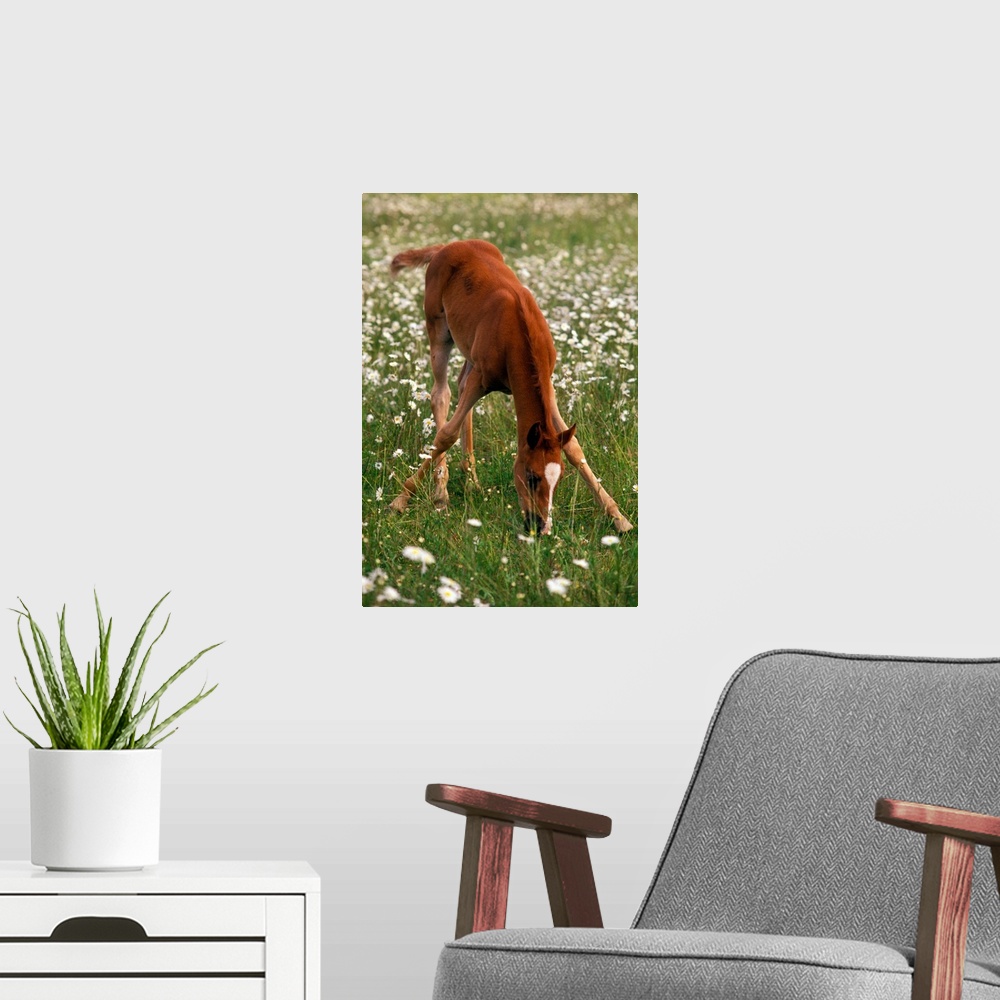A modern room featuring A brown Arabian foal eating grass amid white wildflowers.
