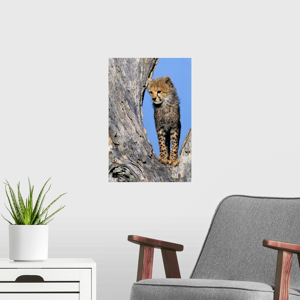 A modern room featuring Africa, Kenya, Masai Mara Game Reserve. Cheetah Cub.