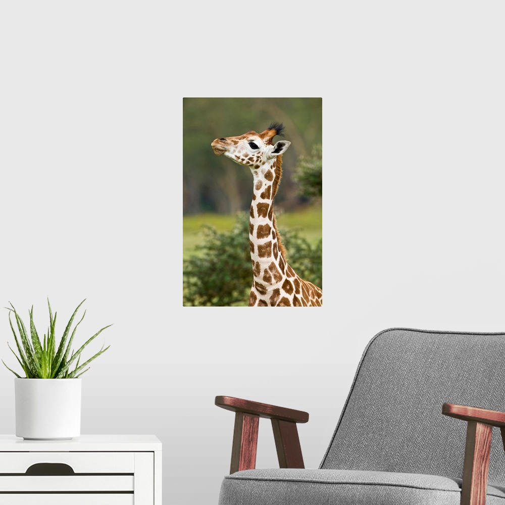 A modern room featuring Africa. Kenya. Rothschild's Giraffe baby at Lake Nakuru NP.