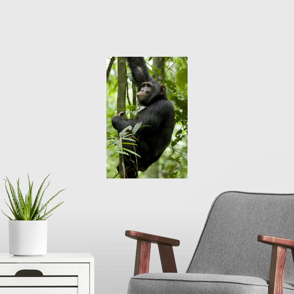 A modern room featuring Africa, Uganda, Kibale National Park, Ngogo. A young adult male chimpanzee pauses during a climb ...