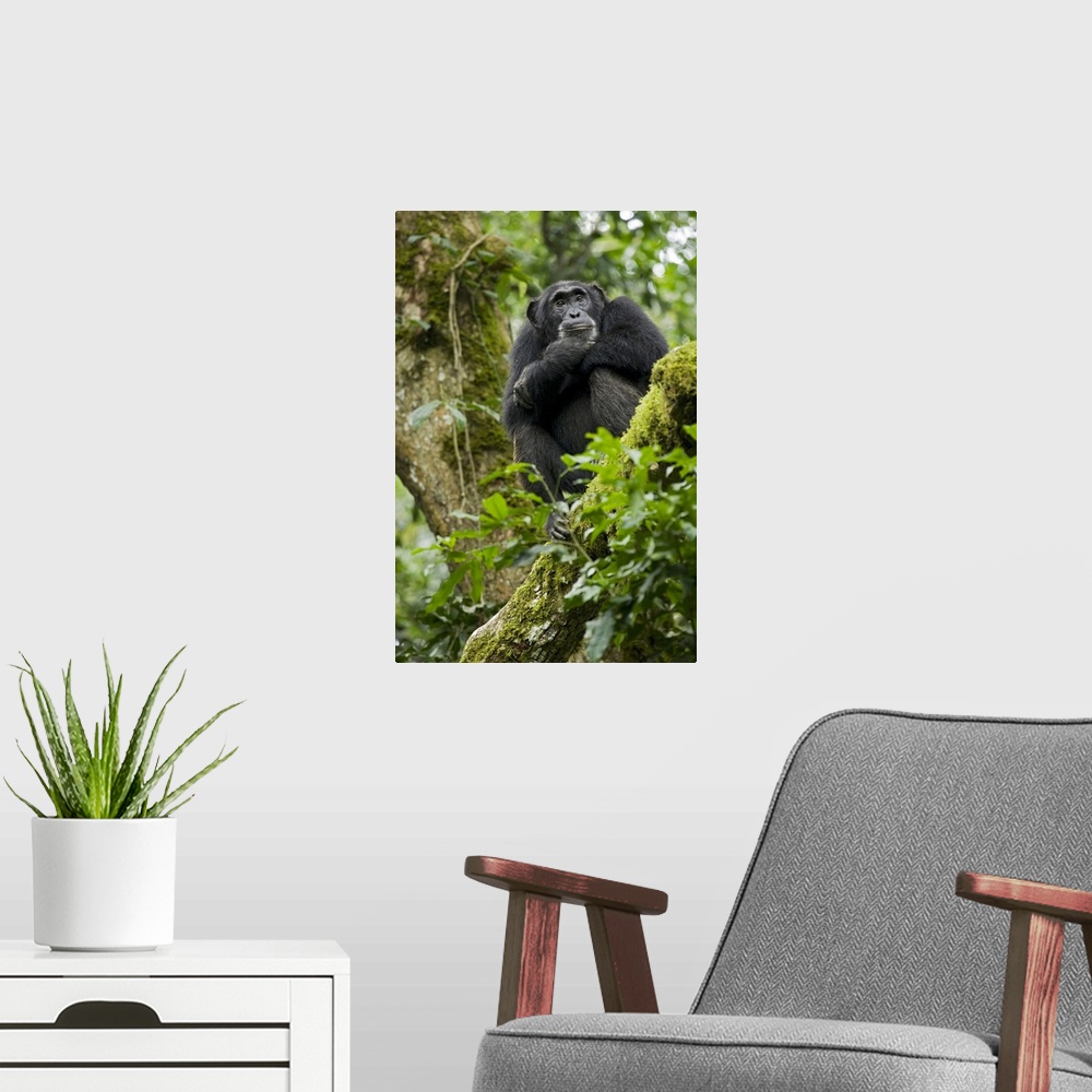 A modern room featuring Africa, Uganda, Kibale National Park, Ngogo Chimpanzee Project. A relaxed female chimpanzee sits ...