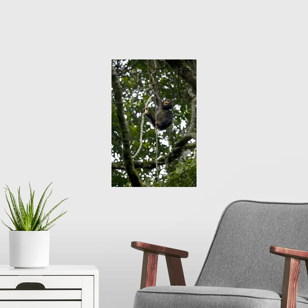 A modern room featuring Africa, Uganda, Kibale National Park, Ngogo Chimpanzee Project. An infant chimpanzee climbs a vine.