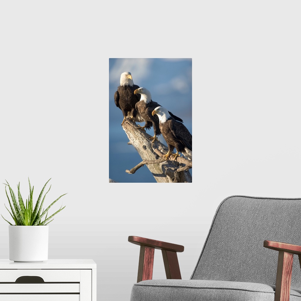 A modern room featuring Alaska, Homer, Bald Eagles (Haliaeetus leucocephalus) roost on driftwood perch along Kachemak Bay...