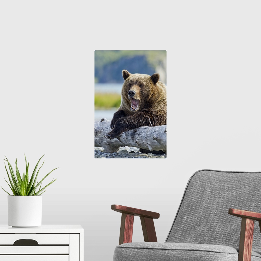 A modern room featuring USA, Alaska, Katmai National Park, Grizzly Bear (Ursus arctos) yawns while resting on old tree tr...