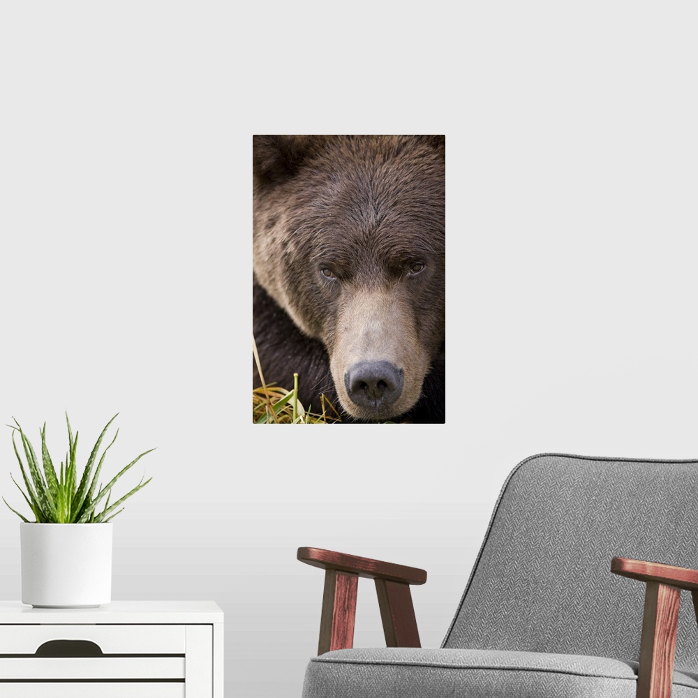 A modern room featuring USA, Alaska, Katmai National Park, Kinak Bay, Brown Bear (Ursus arctos) close-up portrait while r...