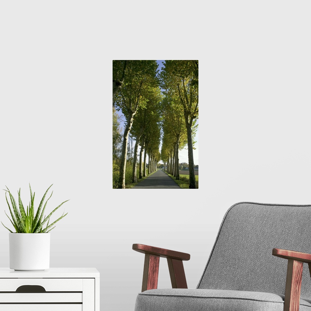 A modern room featuring Alley of plane trees along road in the Indre-et-Loire, Loire Valley, France