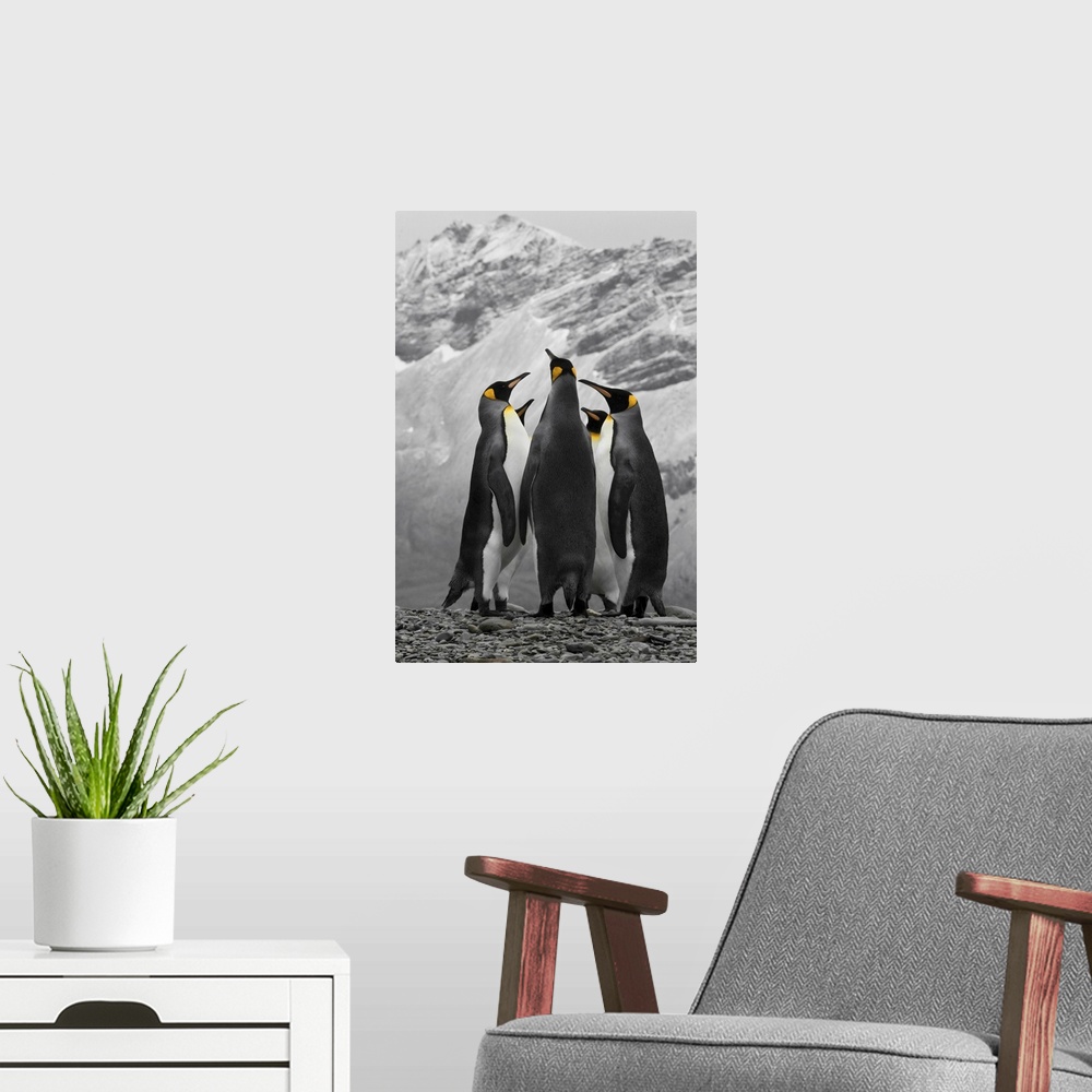 A modern room featuring Antarctica, A Conference Of King Penguins