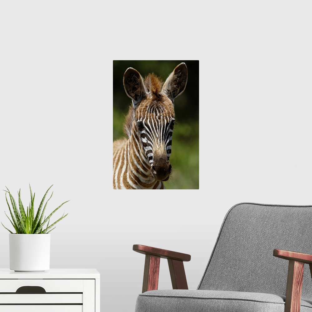 A modern room featuring Baby Burchell's Zebra, Equus burchellii, Lake Nakuru National Park, Kenya.