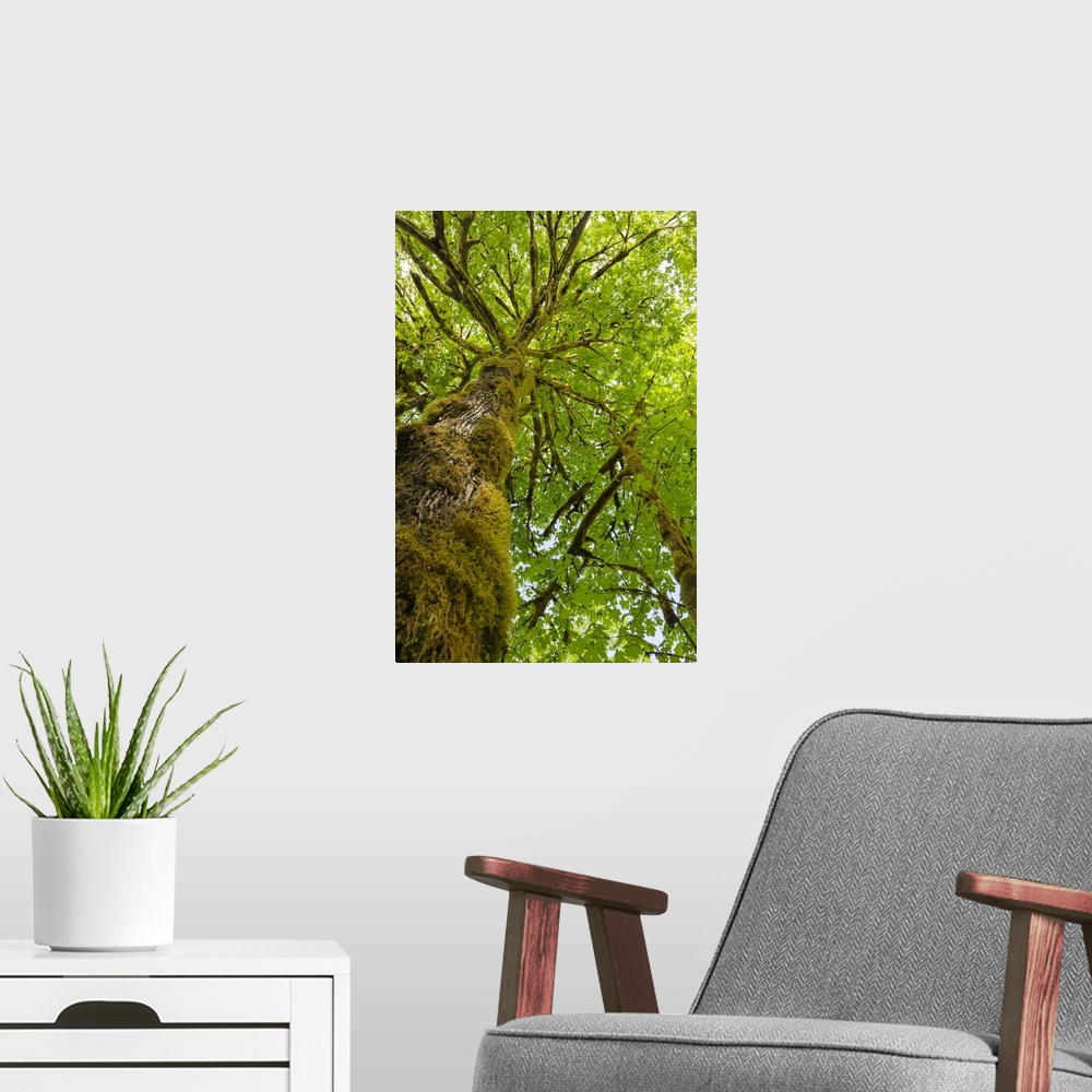 A modern room featuring Bigleaf Maple (Acer macrophyllum) Baker River, North Cascades National Park, Washington State