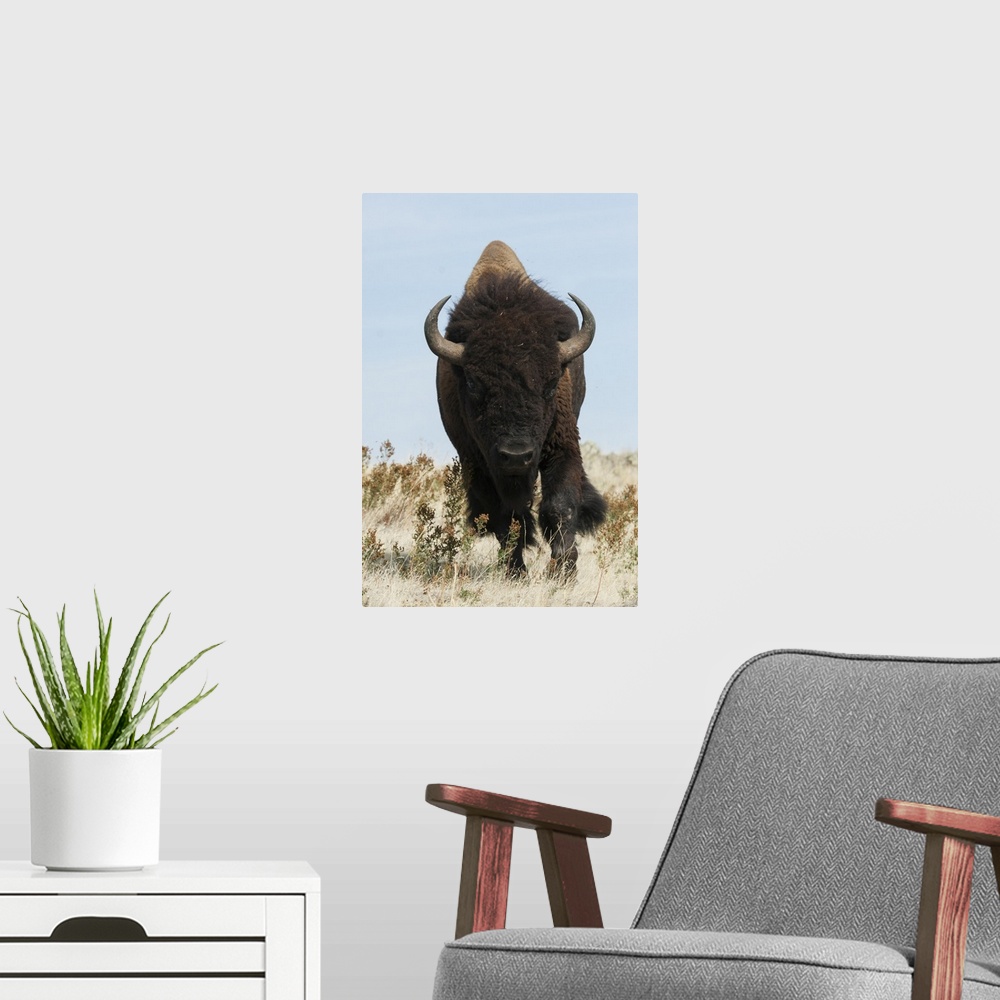 A modern room featuring Bison bull on the move.