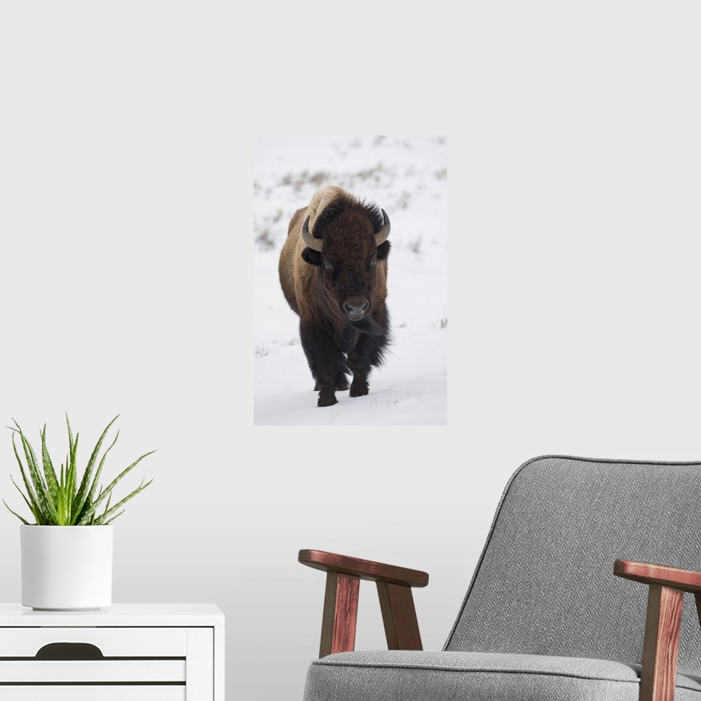 A modern room featuring Bison Winter Bull