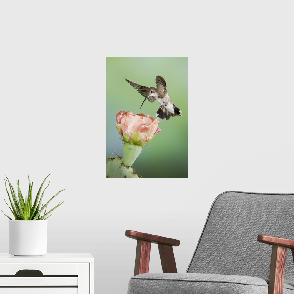 A modern room featuring Black-chinned Hummingbird, Archilochus alexandri, female in flight feeding on Texas Prickly Pear ...