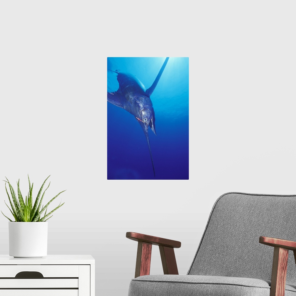A modern room featuring Blue Marlin (Makaira nigricans) 549 pounds hooked near Kona, Big Island, Hawaii