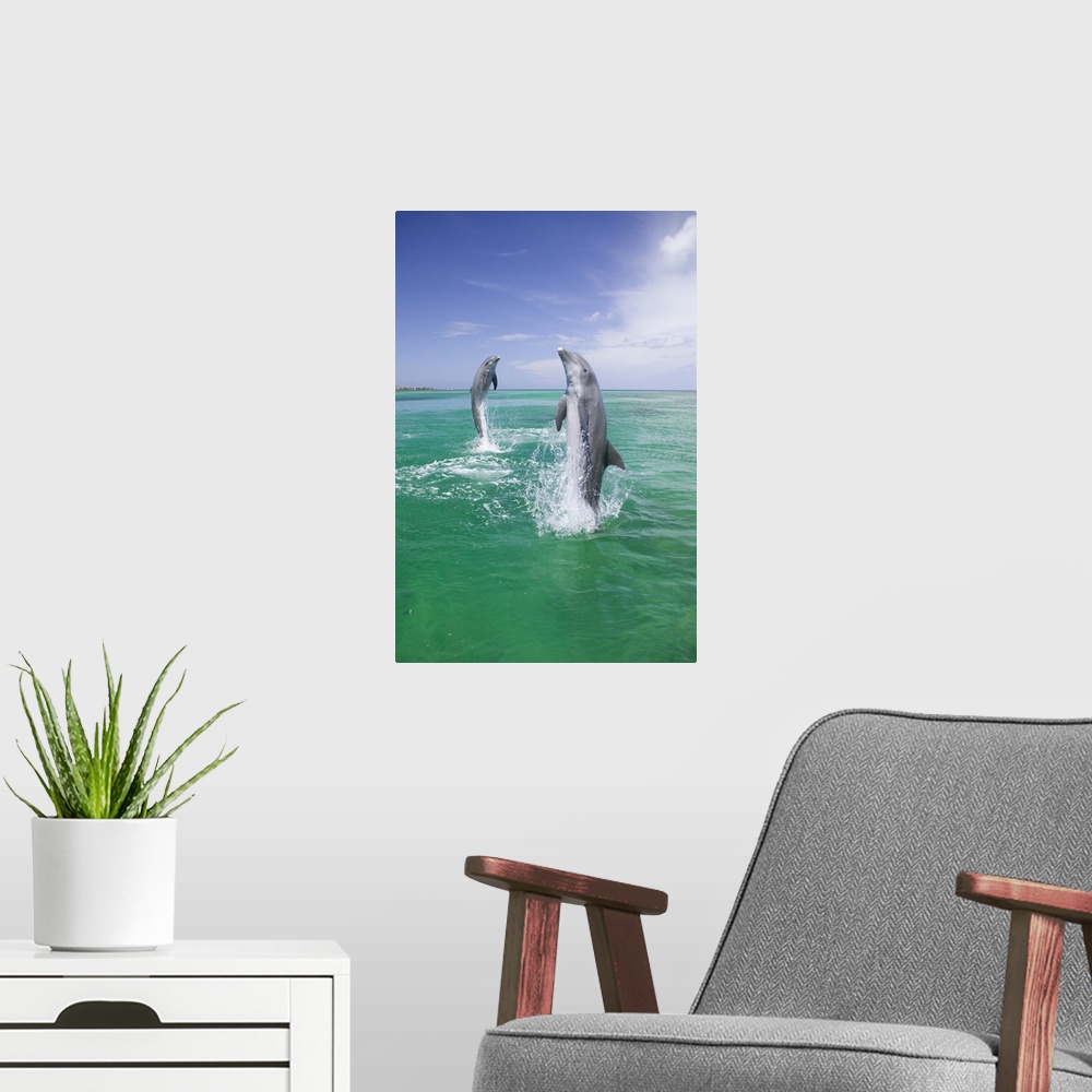 A modern room featuring Bottlenose Dolphins (Tursiops truncatus) Caribbean Sea