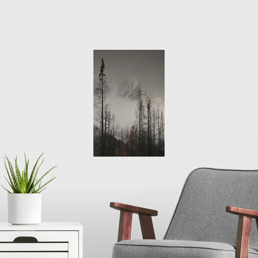 A modern room featuring British Columbia, Kootenay National Park, First Snow on Trees by Stanley Mountain