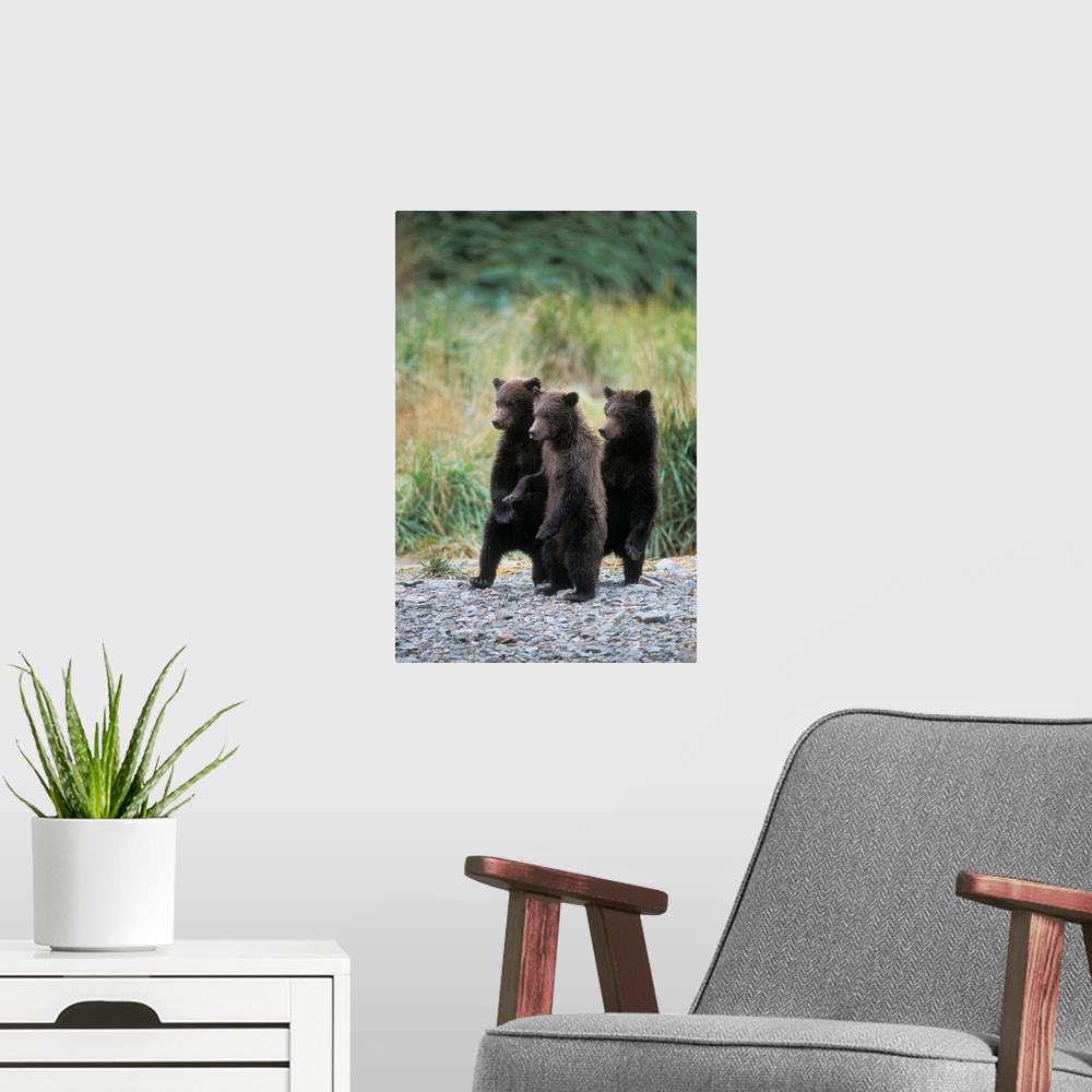 A modern room featuring Brown bears (Ursus arctos, aka Grizzly bears, Ursus horribils), three spring cubs standing next t...