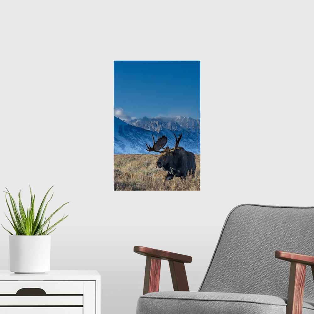 A modern room featuring Bull moose portrait with grand Teton national park in background, Wyoming.