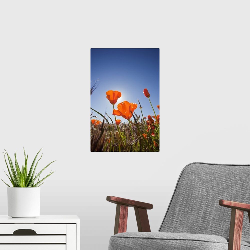 A modern room featuring California, Antelope Valley near Lancaster, poppies with sun and blue sky.