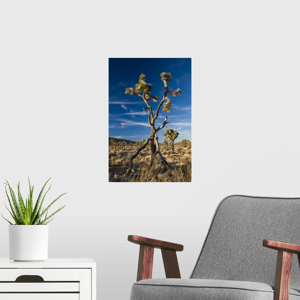 A modern room featuring USA, California, Joshua Tree National Park. Joshua Tree, Yucca brevifolia, in Hidden Valley.
