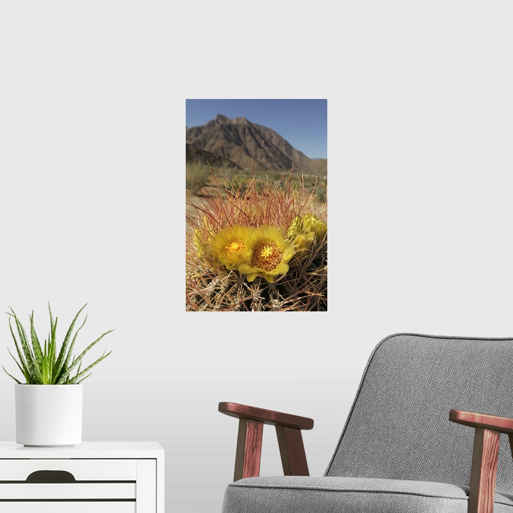 A modern room featuring USA, California, San Diego County. Blooming Barrel Cactus at Anza-Borrego Desert State Park.
