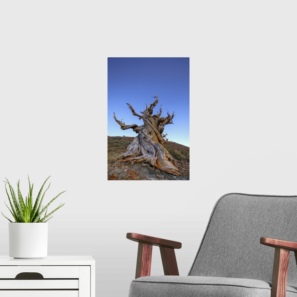 A modern room featuring USA, California, White Mountains. Ancient bristlecone pine tree at sunrise.