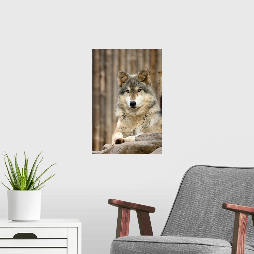 A modern room featuring Captive Gray Wolf (Canis lupus), Folsom City Zoo Sanctuary, Folsom, California