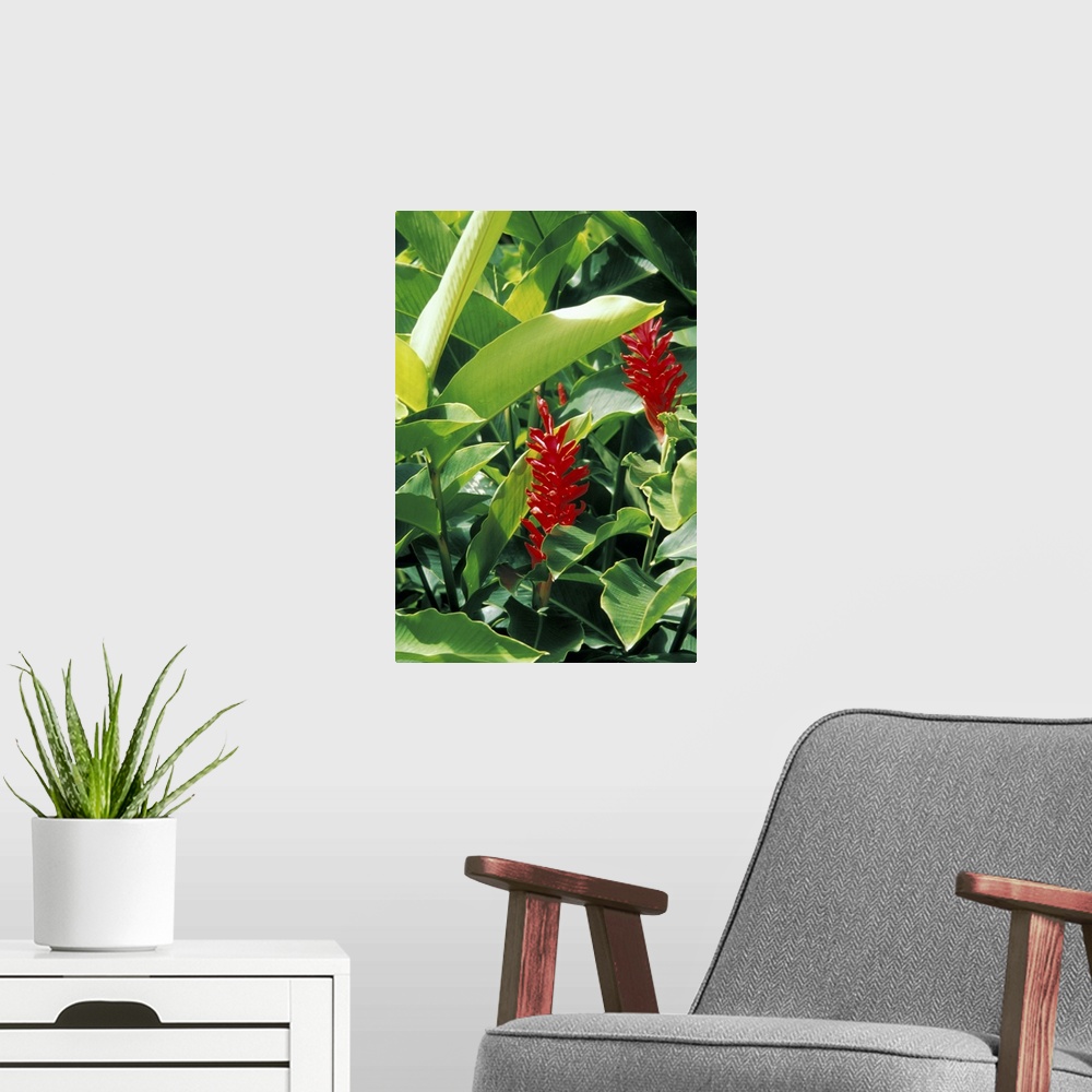 A modern room featuring Caribbean, St. Lucia, Soufriere. Torch Ginger at a plantation.