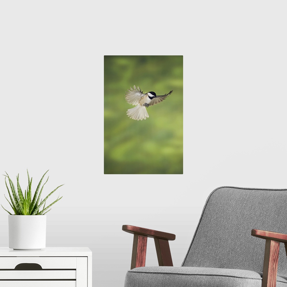 A modern room featuring Carolina Chickadee, (Poecile carolinensis), adult in flight, New Braunfels, Hill Country, Texas, ...