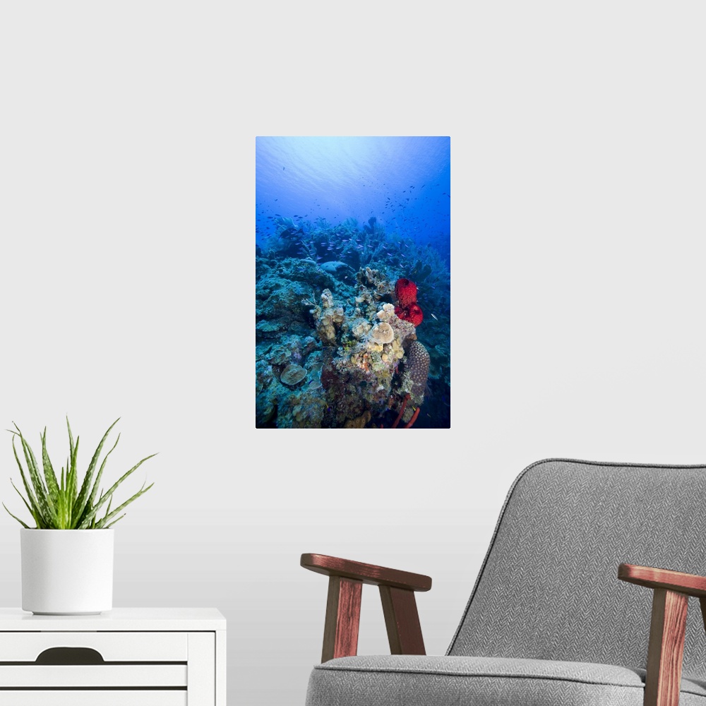 A modern room featuring Cayman Islands, Little Cayman Island, Underwater view of Coral reef along Bloody Bay Wall